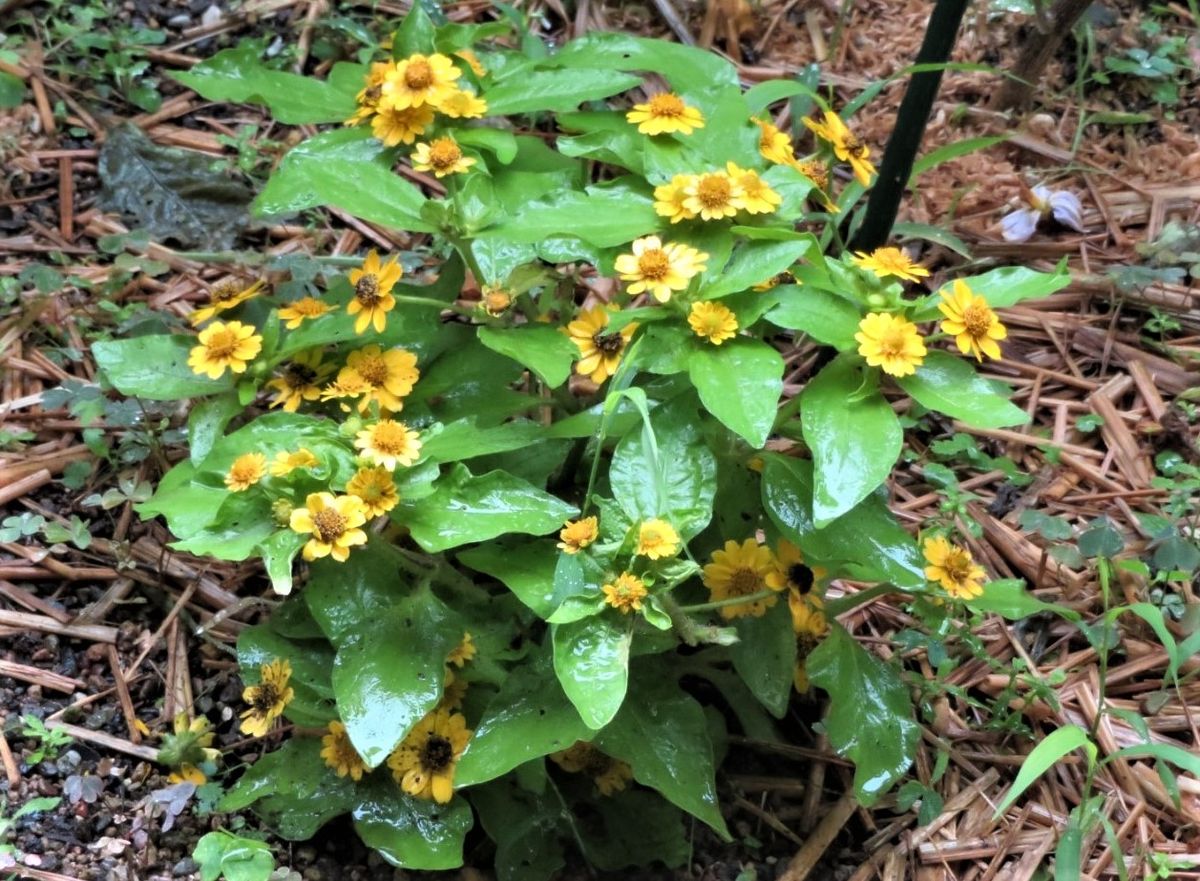 🌻今日の花たち🌻その119