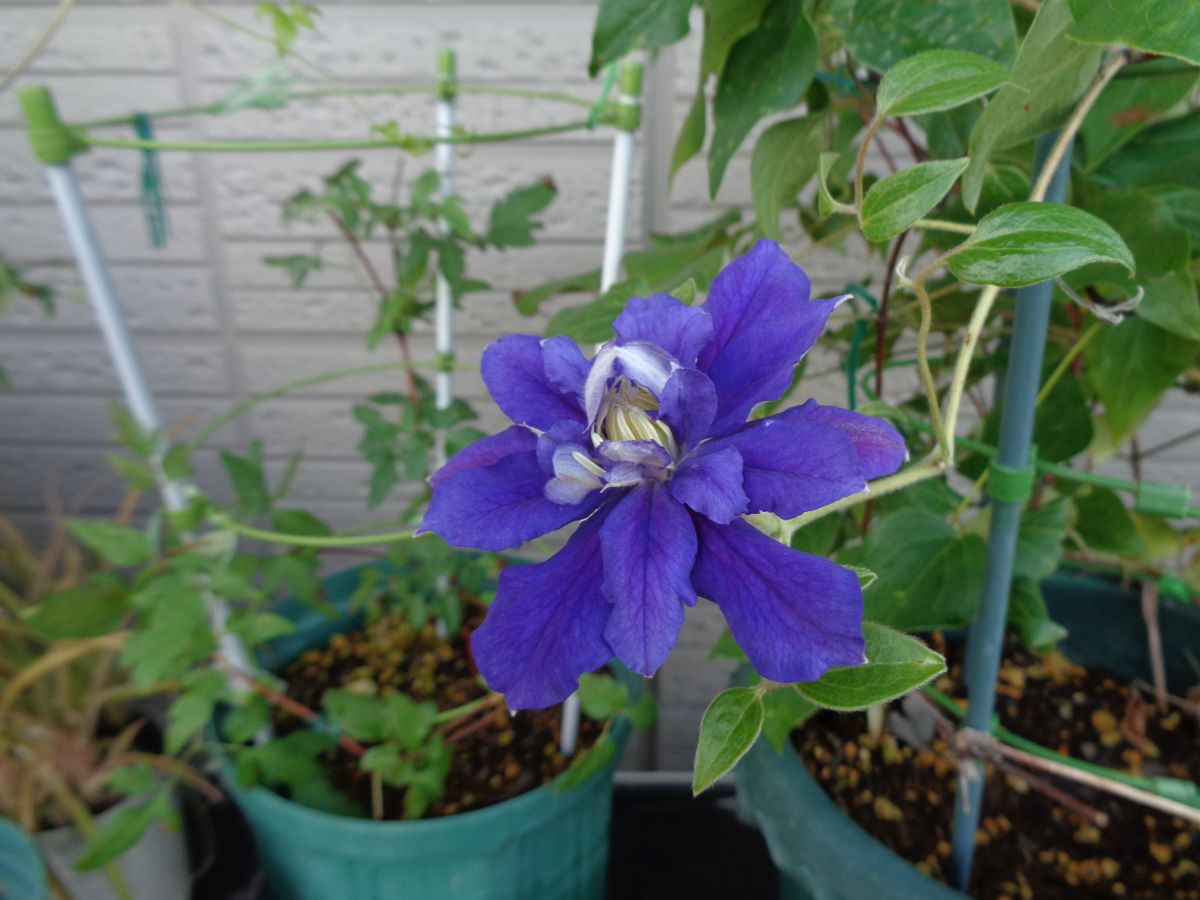 雨上がりのお花たち