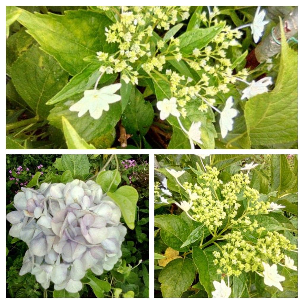 今日の庭:白山吹と紫陽花