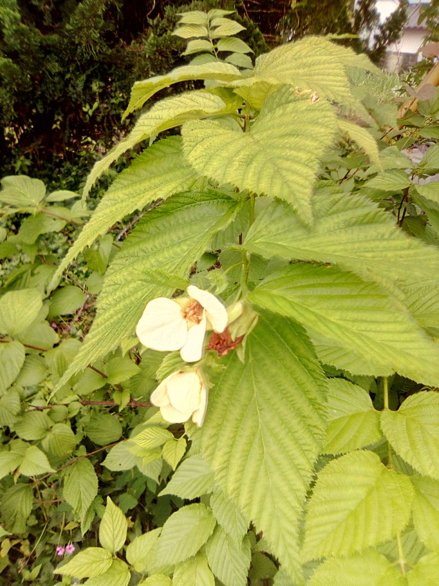 今日の庭:白山吹と紫陽花