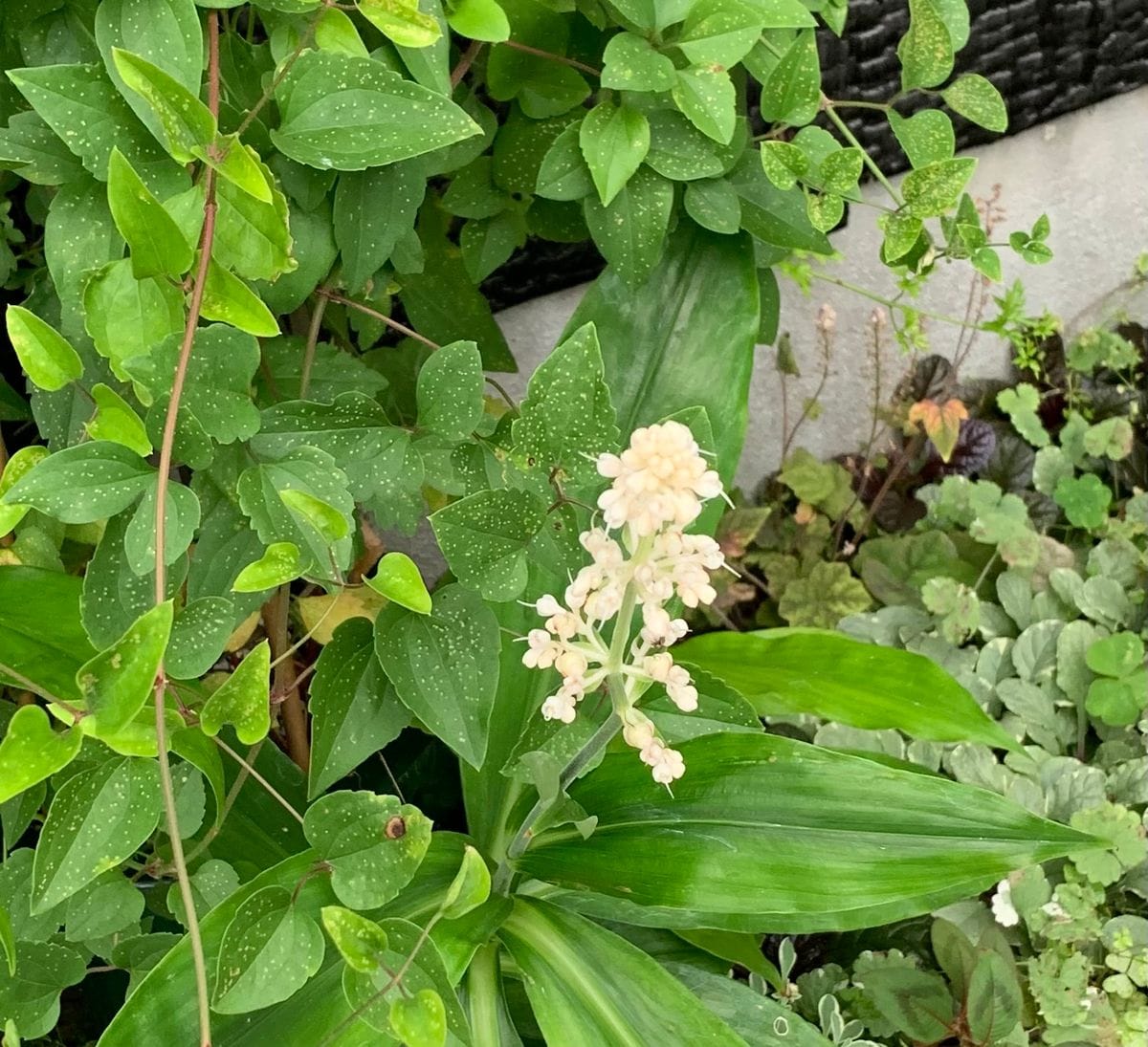 今日の花