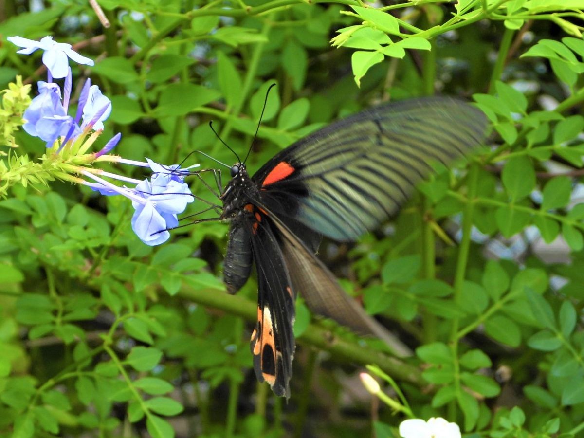 長崎揚羽🦋