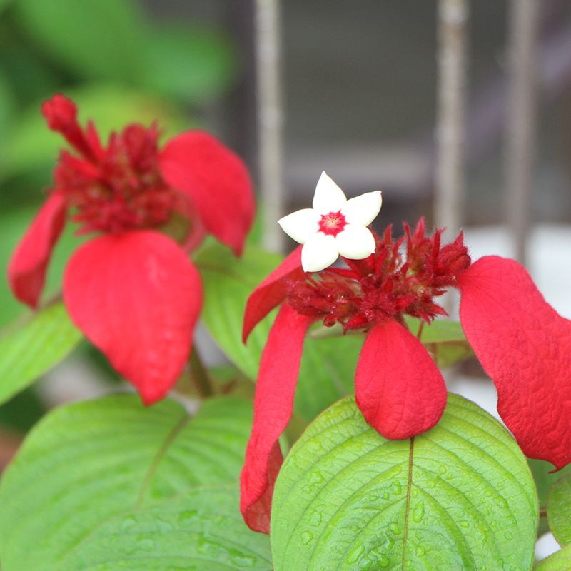 赤いお花たち開花中