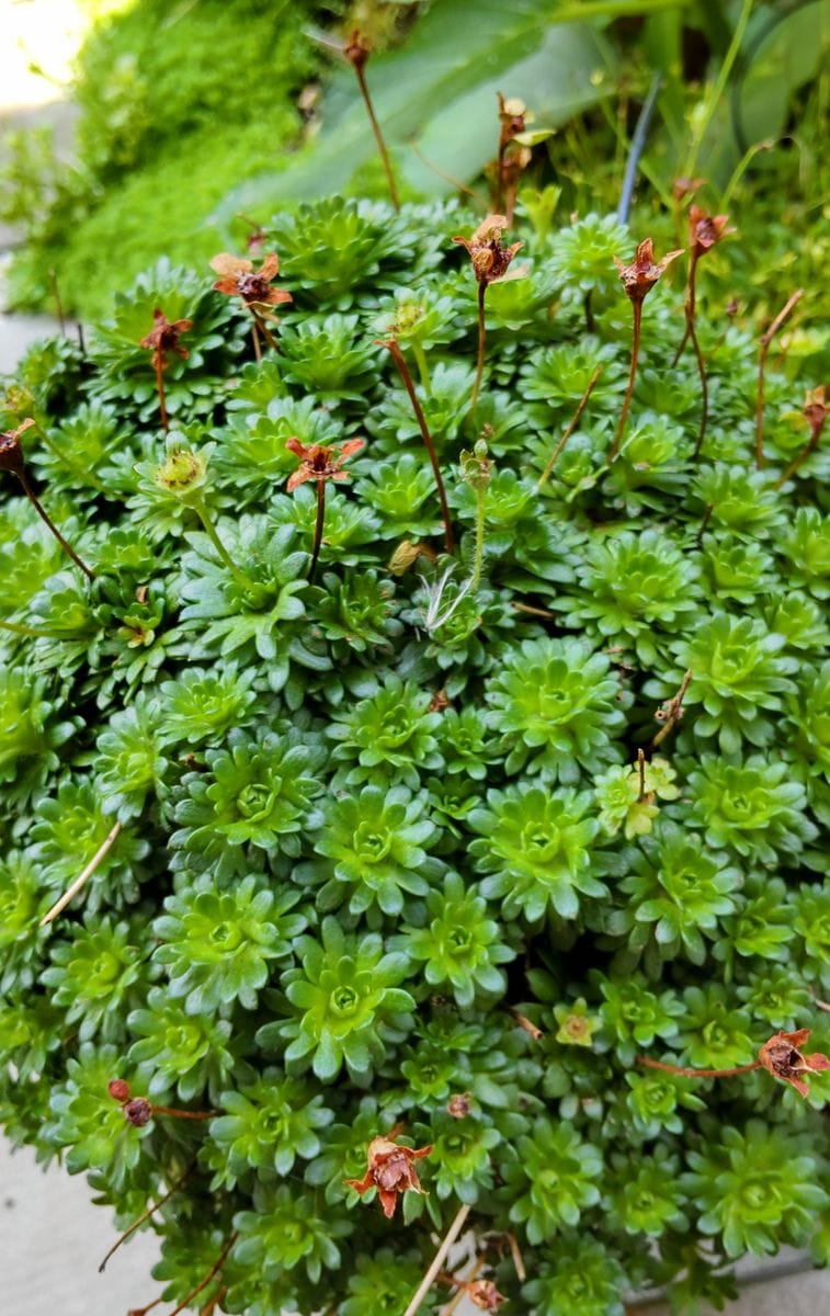 夏の山野草