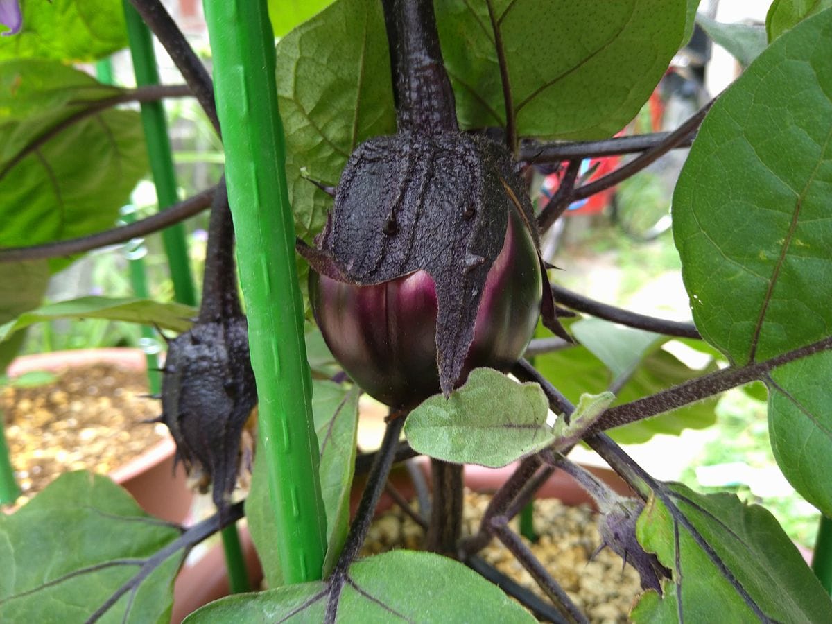 せまい庭での野菜栽培