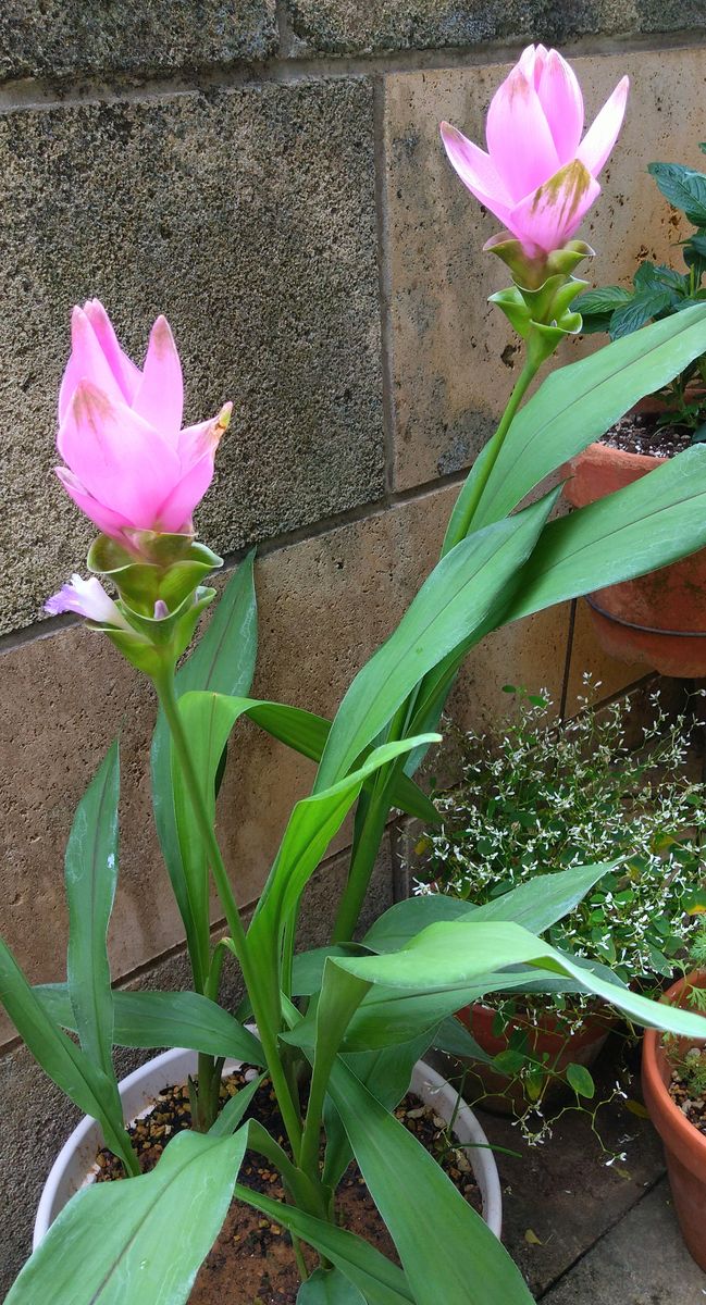 クルクマが咲きました🌸