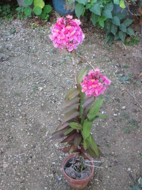 エピデンドラム　開花中