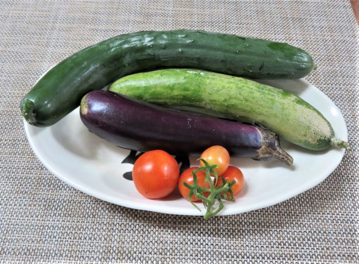 今日の🥒キュウリと🍆ナスの収穫