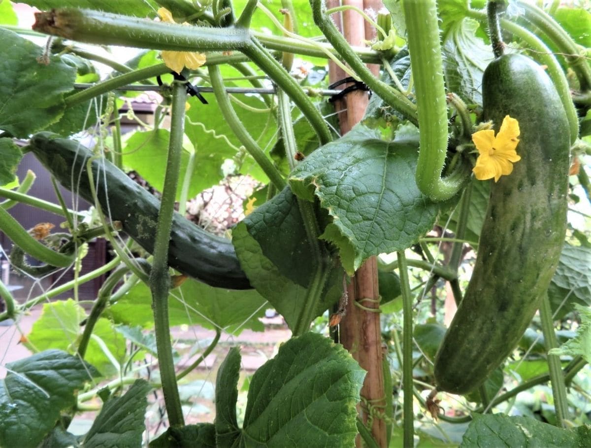 今日の🥒キュウリと🍆ナスの収穫