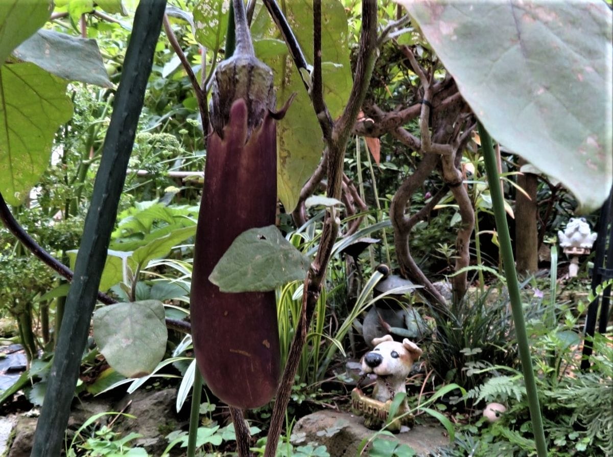 今日の🥒キュウリと🍆ナスの収穫