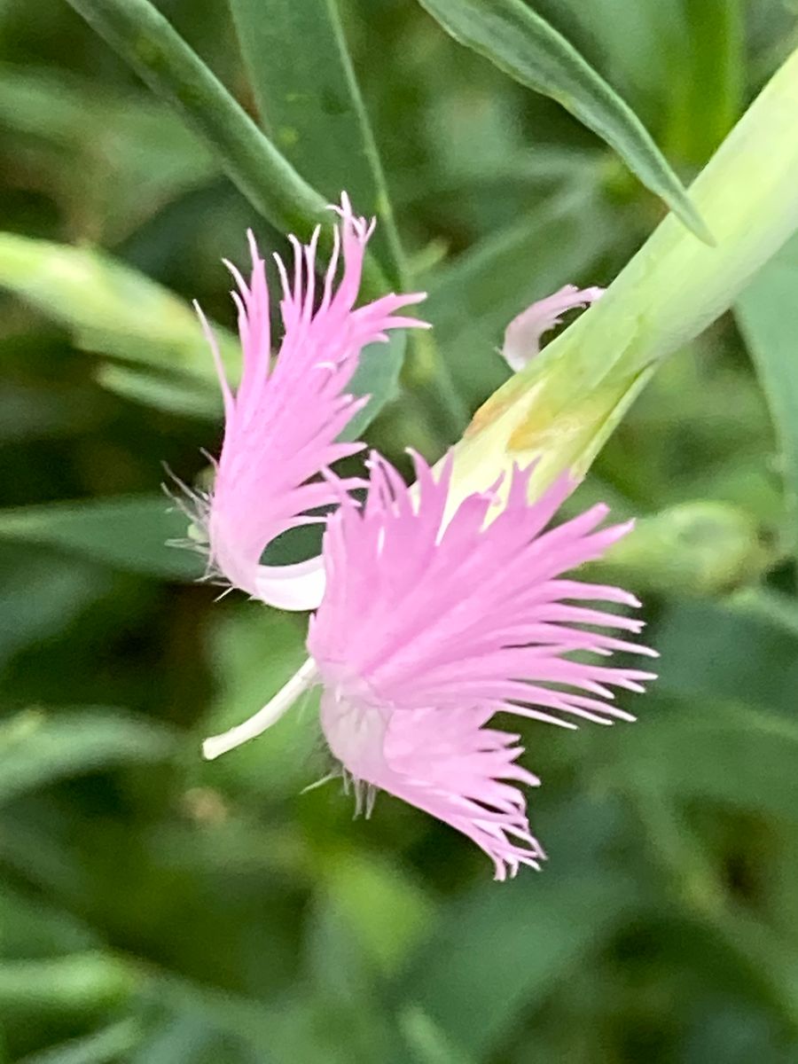 カワラナデシコ開花🎵