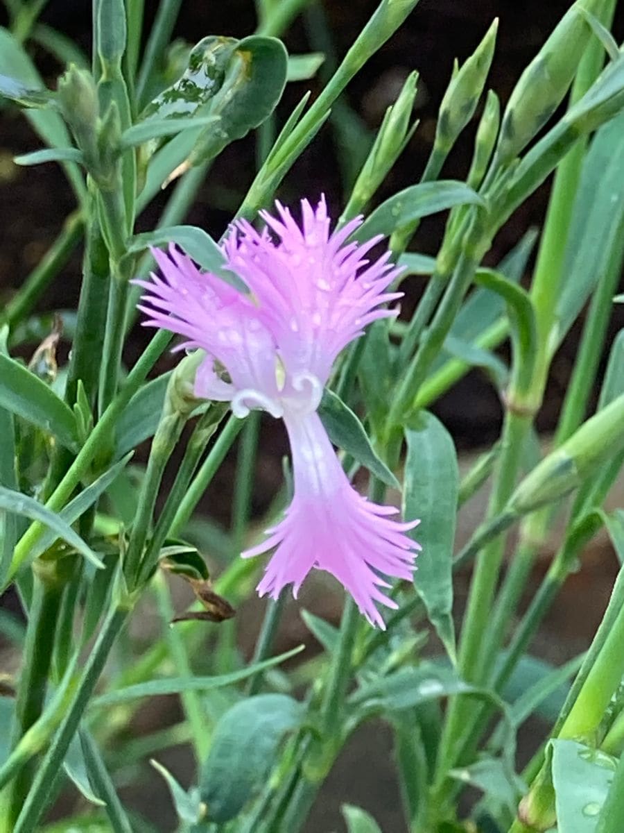 カワラナデシコ開花🎵