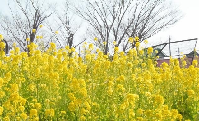 昼下がりの散歩道