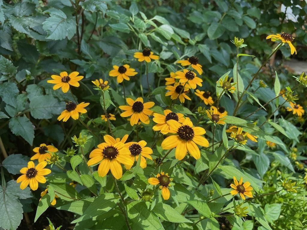 夏を彩る草花