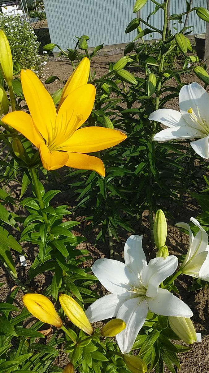 ユリが綺麗だ✨