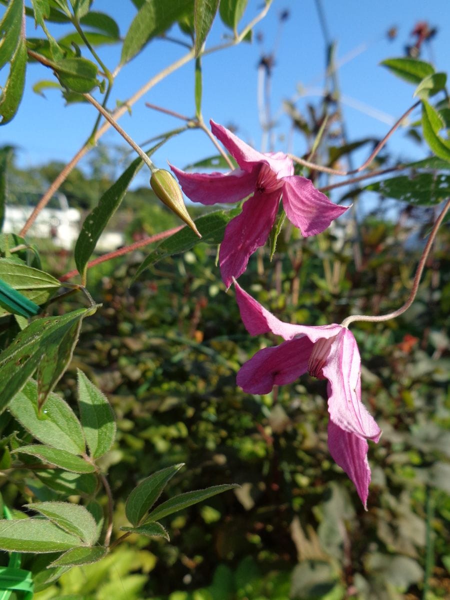 いろいろなお花たち