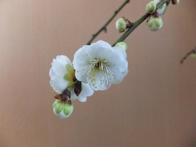 今日の花