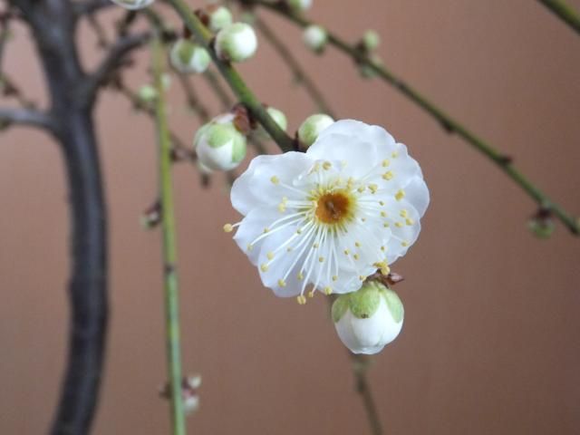 今日の花