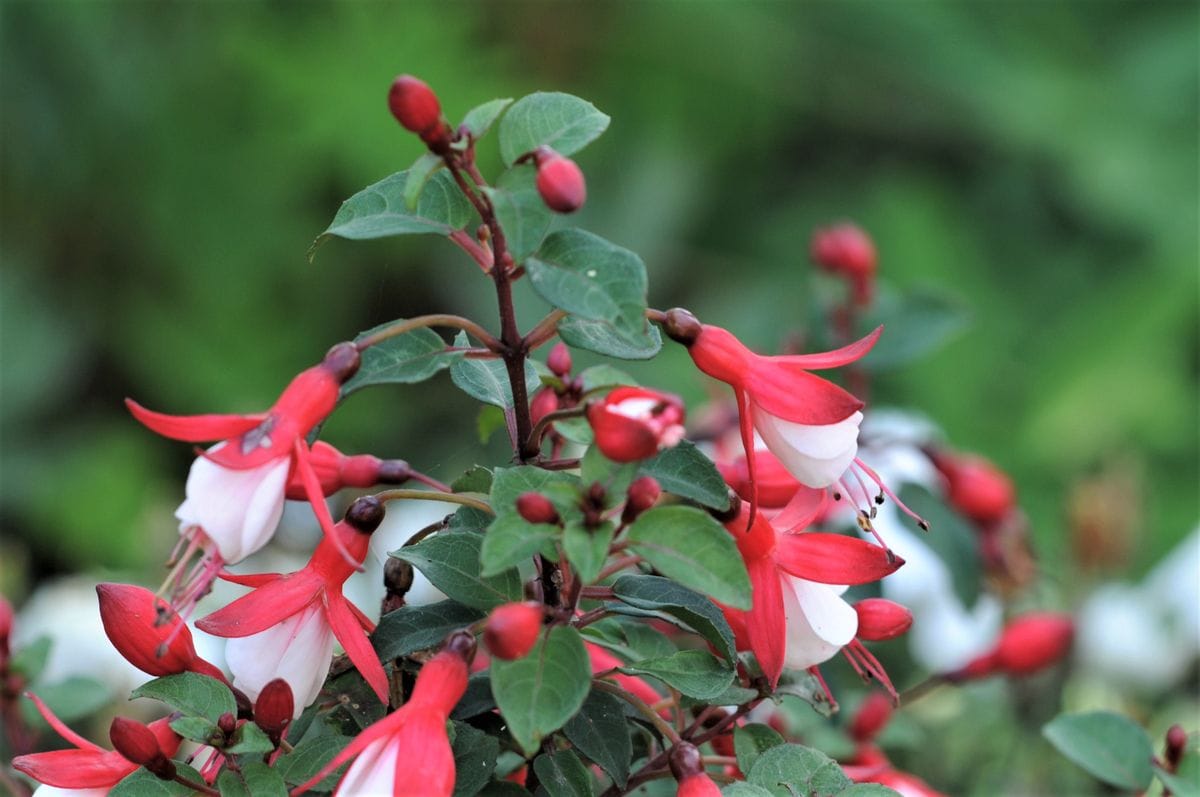 庭に咲く花  7月14日