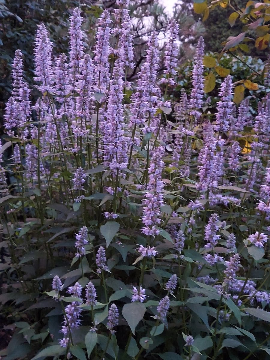 ガーデンに涼を呼ぶ長い花穂の花たち😊