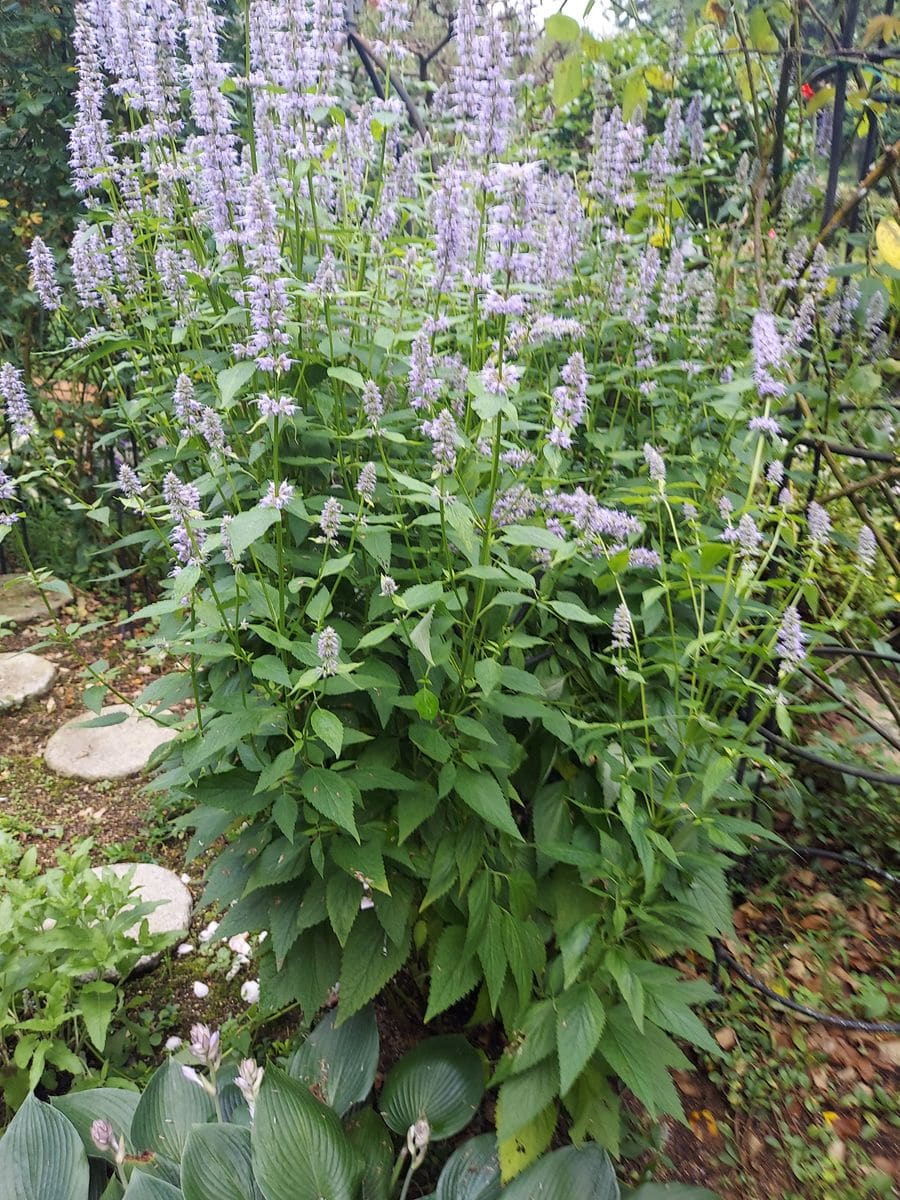 ガーデンに涼を呼ぶ長い花穂の花たち😊