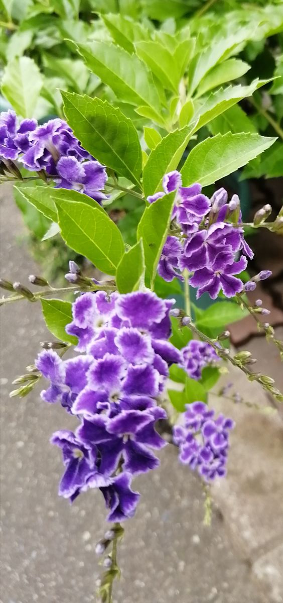 今朝の庭の花🌸と〜