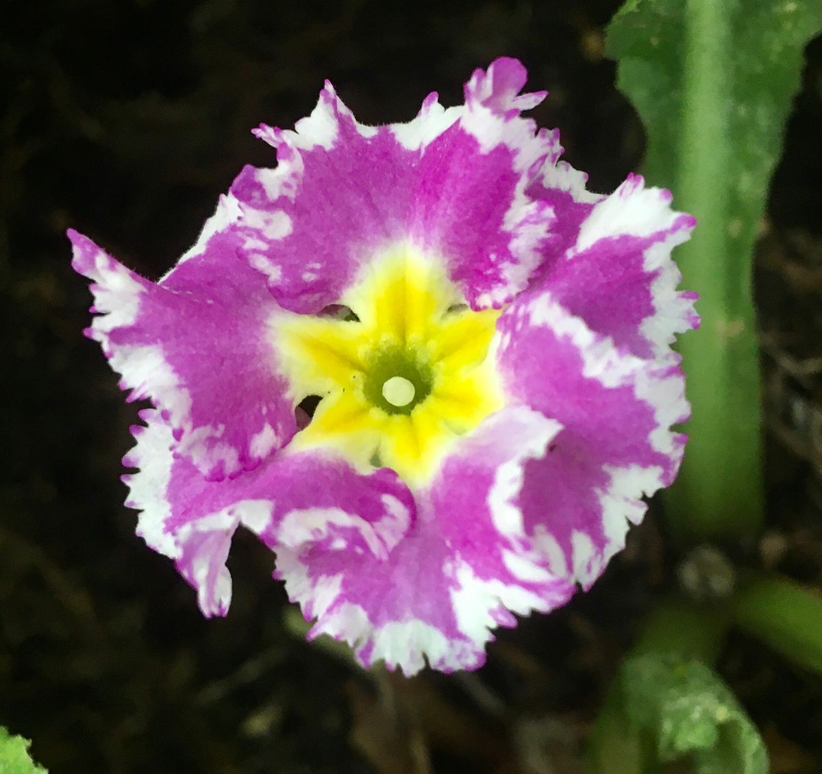 右手の紫陽花、まだプリムラ、雹等の被害