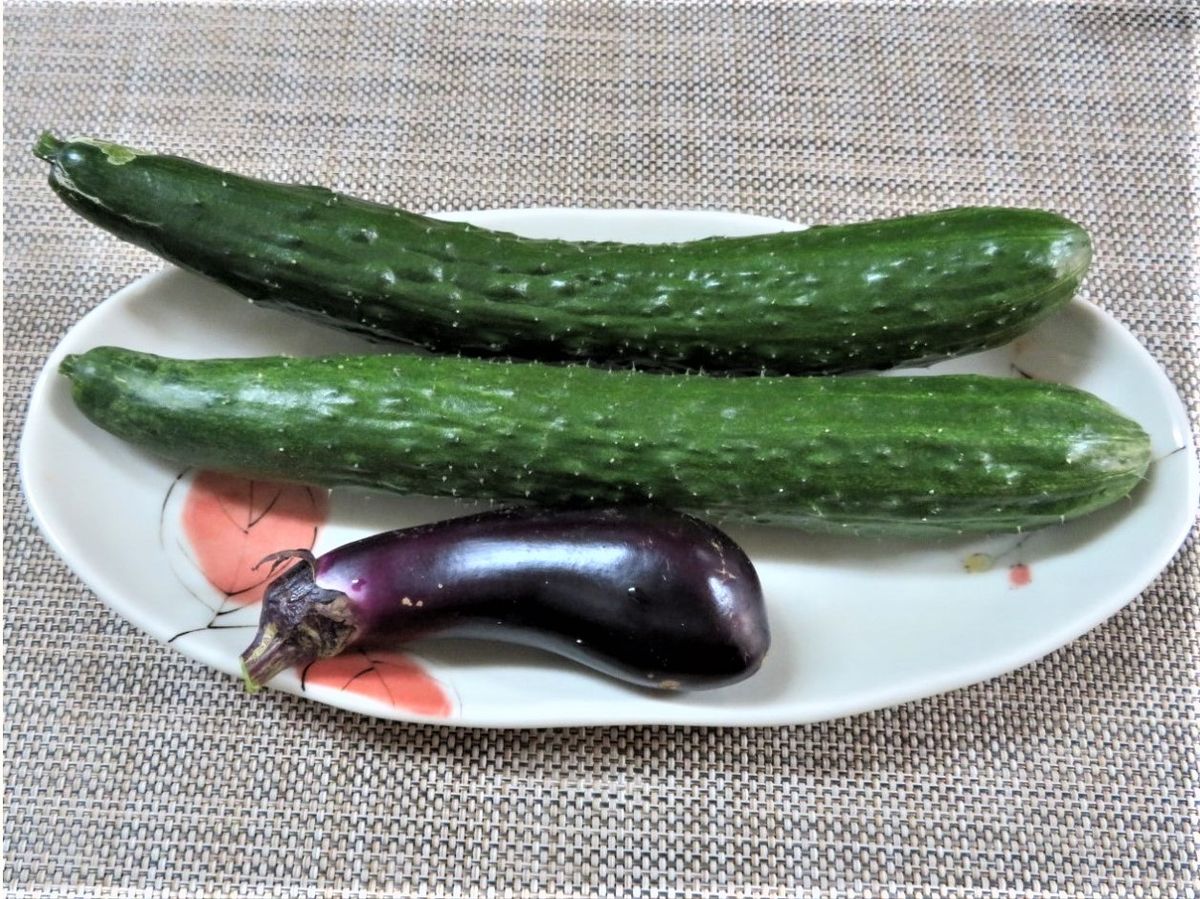 今日の🥒キュウリと🍆ナスの収穫