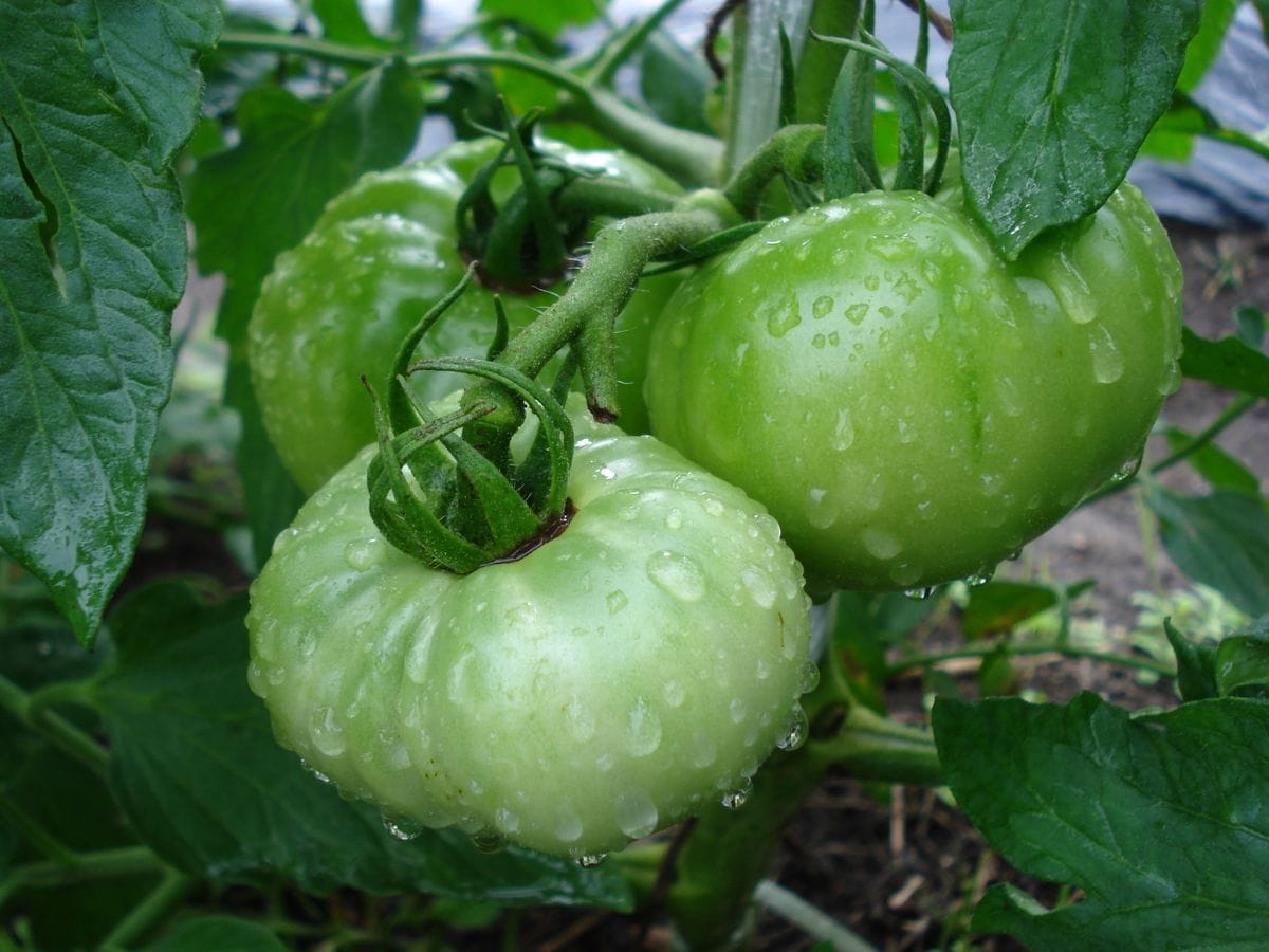 トマトの脇芽苗から🍅が実ってきました。