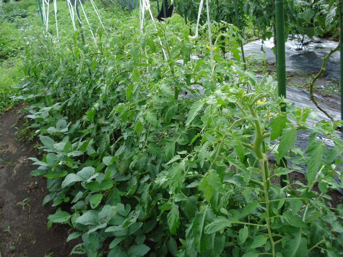 トマトの脇芽苗から🍅が実ってきました。