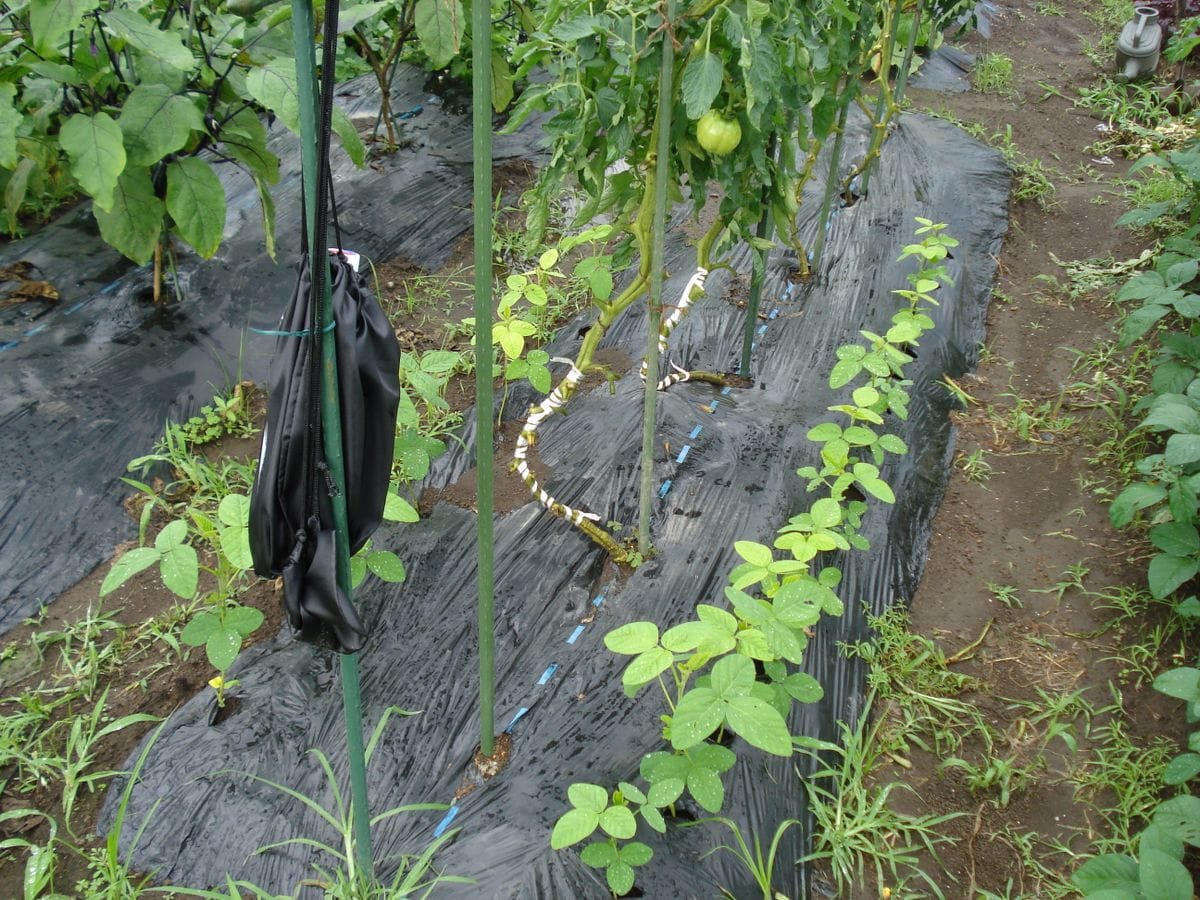 トマトの脇芽苗から🍅が実ってきました。