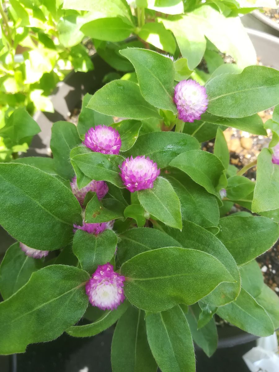 我が家の花🌻今日の様子