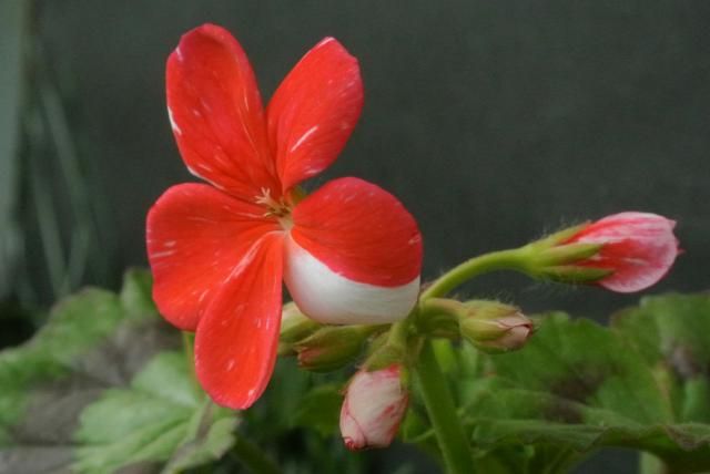 今日の花便り～①(^o^)