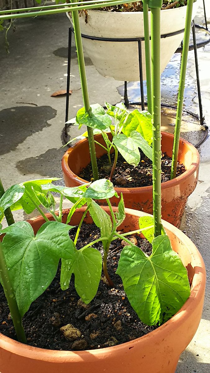 時期外れの種蒔き朝顔とサンダーソニア