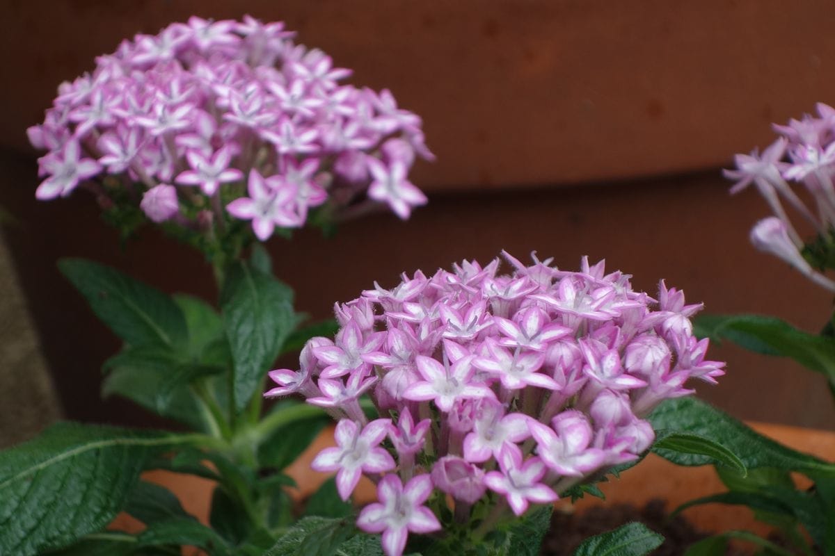 夏のお花を植えました♪