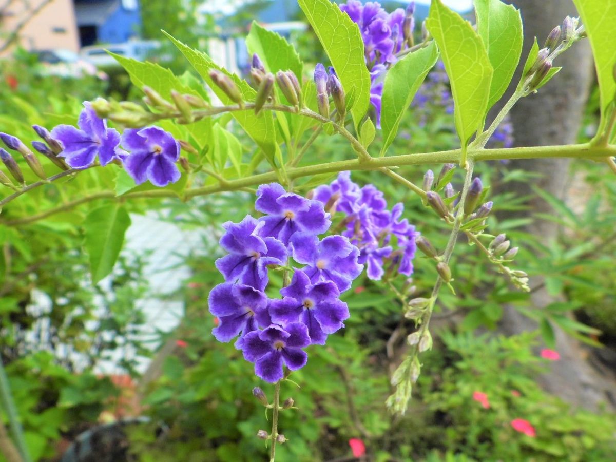 梅雨未だ明けず…。