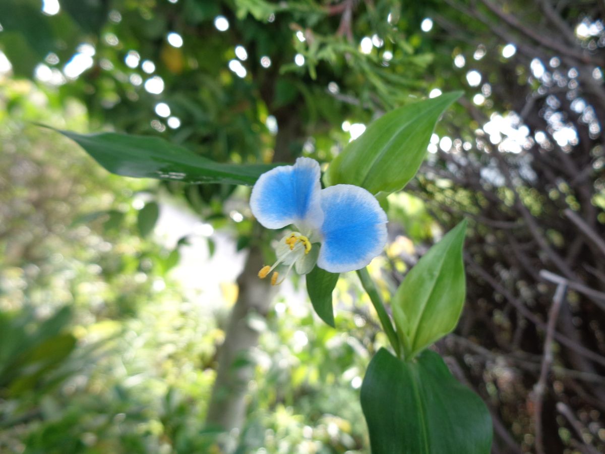 朝の花