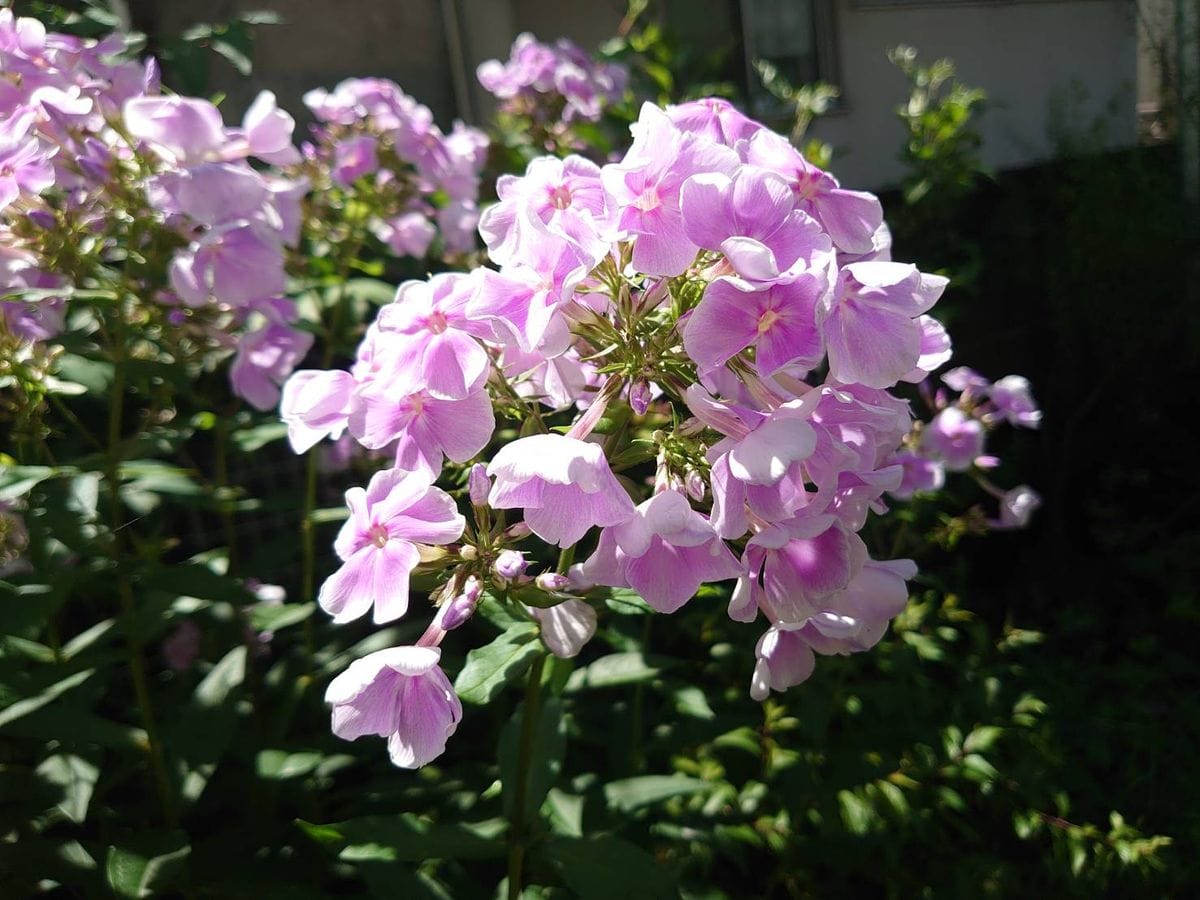 数少ない我が家の夏の花