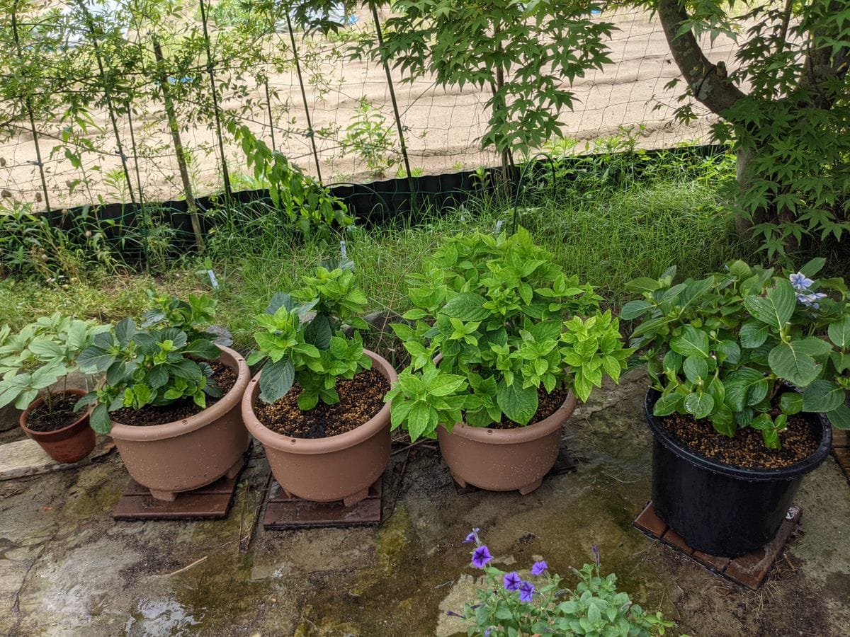 鉢アジサイの植え替え 園芸日記byあみの みんなの趣味の園芸