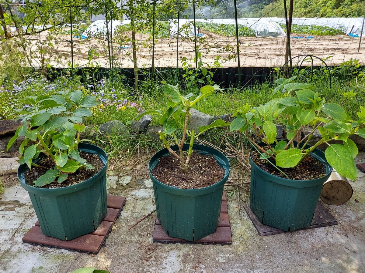 鉢アジサイの植え替え