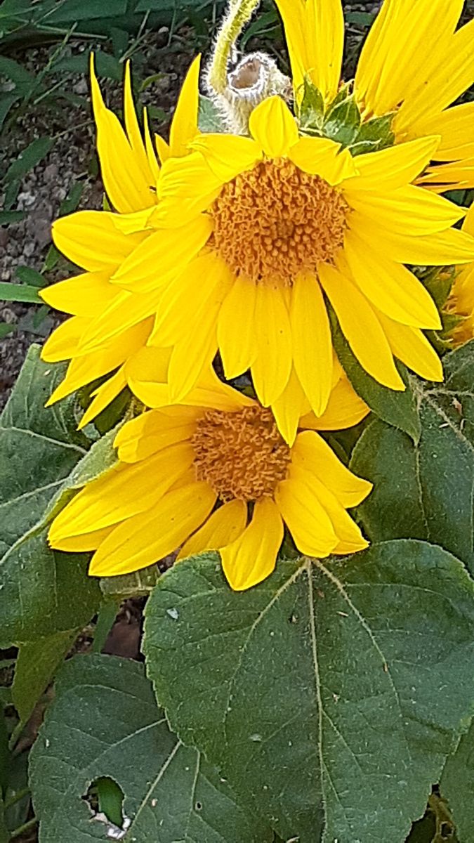 ふくおかルーバルガーデン5～盛夏🌻🎐🎆の庭たより…ウォーキング途中の花たち🌻～💕