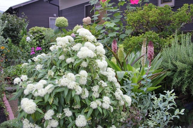 レモンマートルの花