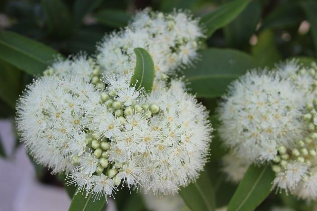 レモンマートルの花