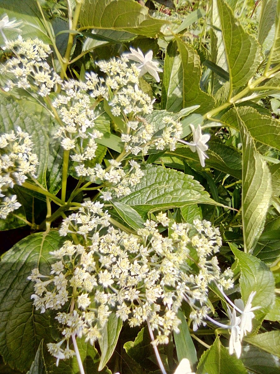 今日の庭:紫陽花、鬼百合薔薇