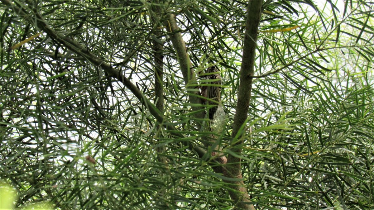 セミの鳴く三拠点