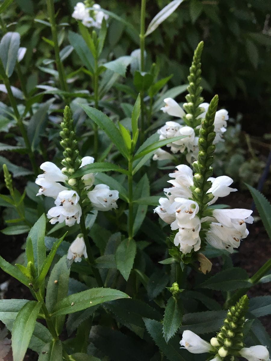 やっぱり白花🤍