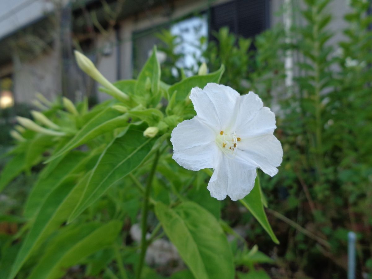 大きい花と小さい花