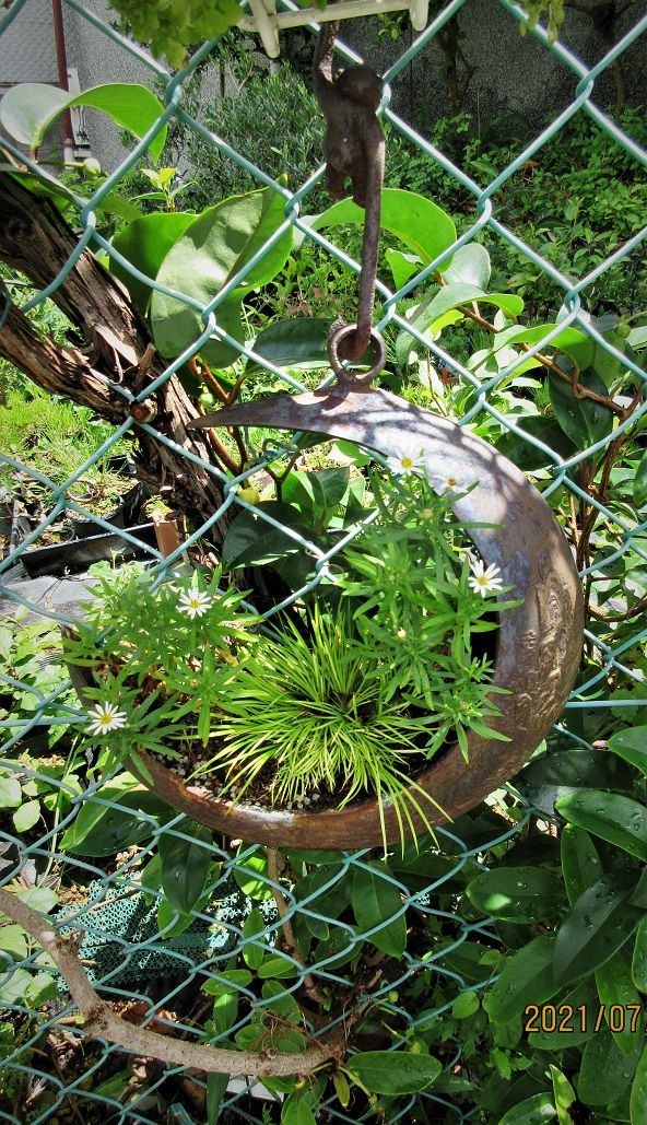 涼しさを求めて「花器に野菊の寄せ植え」