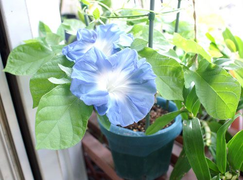 明らかに団十郎の葉では無かった株が開花