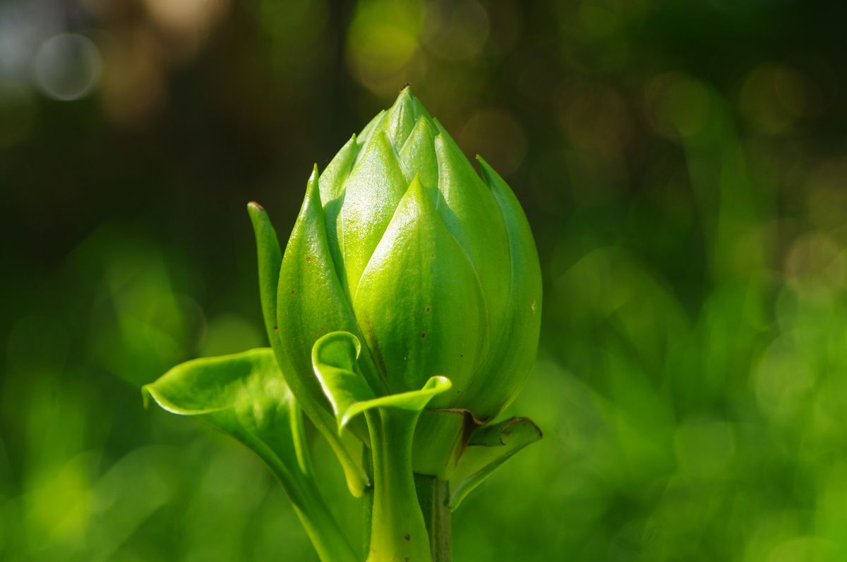 オオウバユリの開花 2021